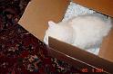 Cat in a Box